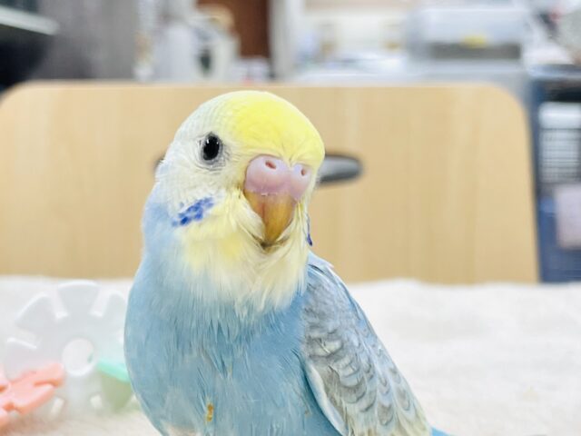 【最新画像更新】人が大好き🤍セキセイインコ(パステルレインボー)ヒナ🩵