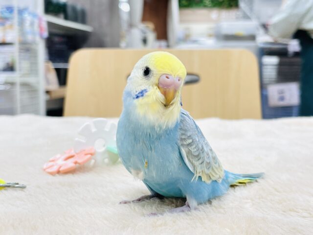 セキセイインコ