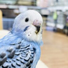 【最新画像・動画更新】超食いしん坊！セキセイインコ(オパーリン)ヒナ
