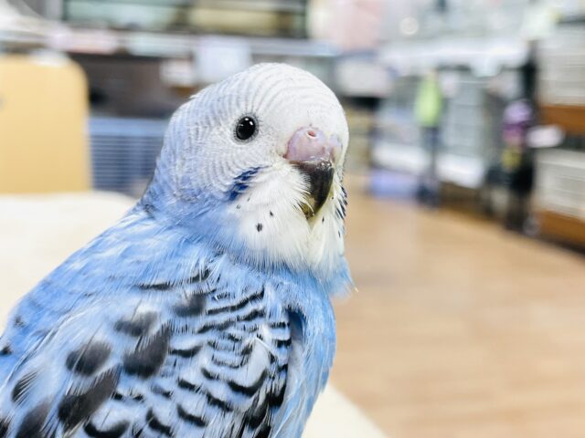 【最新画像更新】超食いしん坊！セキセイインコ(オパーリン)ヒナ