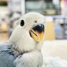 【最新画像更新】ふわふわもこもこ☁‪‪ 𓈒𓏸◌‬コザクラインコ（ブルーチェリー）ヒナ