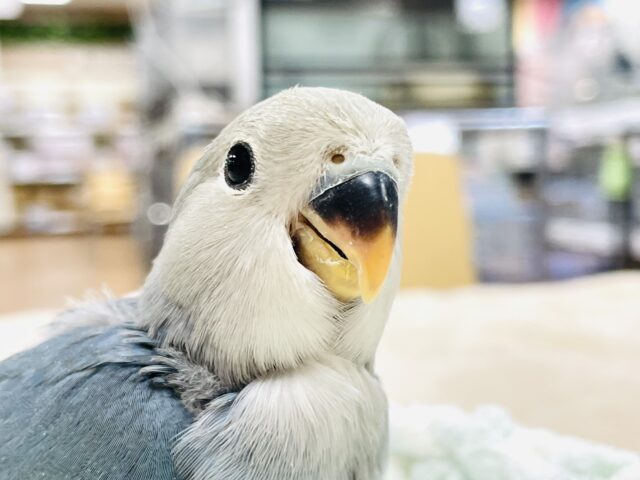 【最新画像更新】ふわふわもこもこ☁‪‪ 𓈒𓏸◌‬コザクラインコ（ブルーチェリー）ヒナ