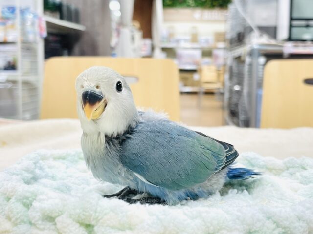 コザクラインコ（小桜インコ）