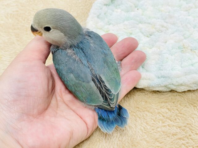 コザクラインコ（小桜インコ）