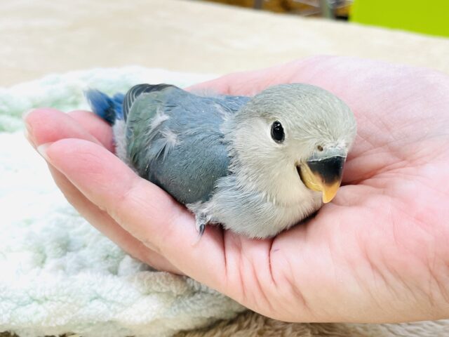 コザクラインコ（小桜インコ）