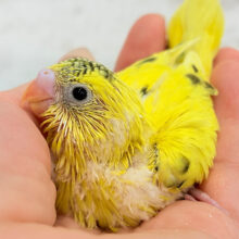 背中のポッチ、数えてみない？🖤 ̖́-セキセイインコ(ハルクイン) ヒナ