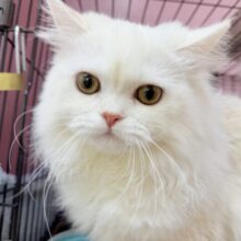 高貴なカラーのマンチカンくん！
