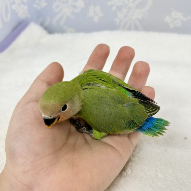 コザクラインコ（小桜インコ）