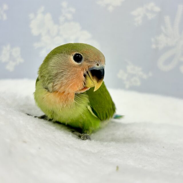 コザクラインコ（小桜インコ）