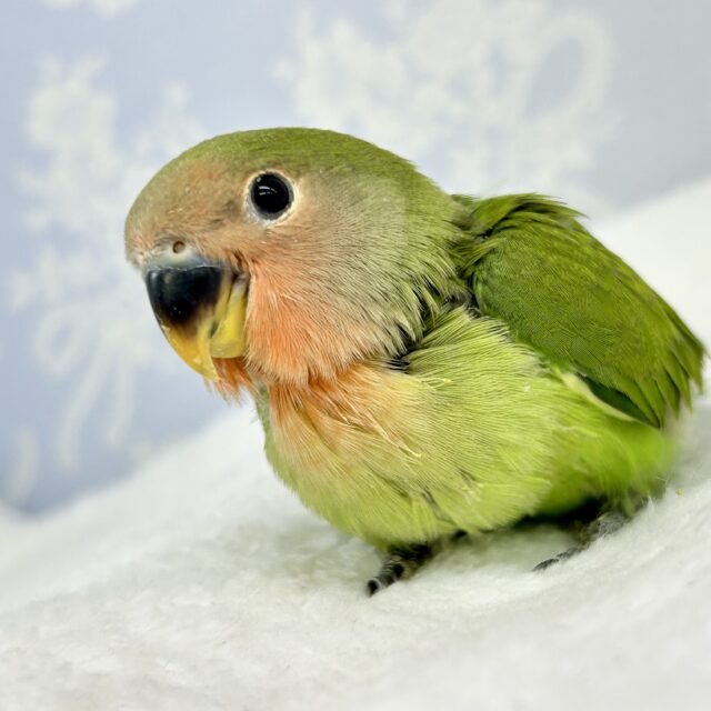 頭のカラーはどんなカラーに？？　コザクラインコ