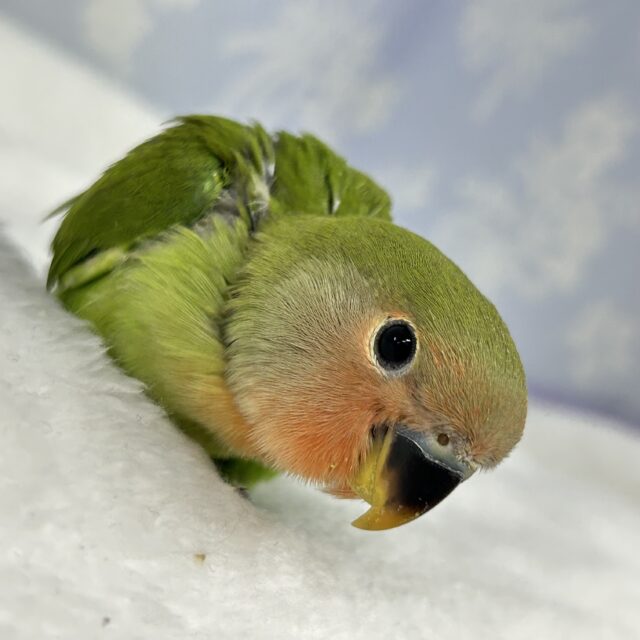 コザクラインコ（小桜インコ）