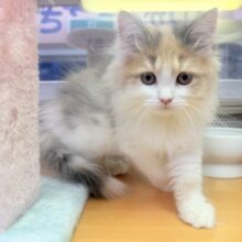 最新画像！淡いカラーが素敵なサイベリアン🐈