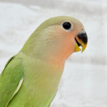 【最新画像更新🪄】これからどんどんおっきくなるんだっ！！コザクラインコ(ノーマル) ヒナ