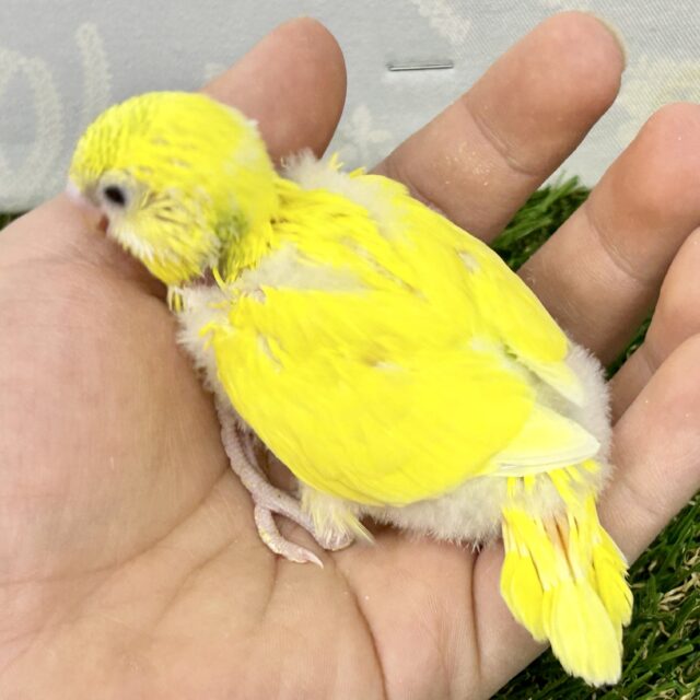 セキセイインコ