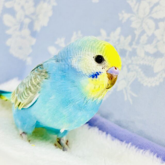 南国の輝くカラフルカラー🌈　セキセイインコ