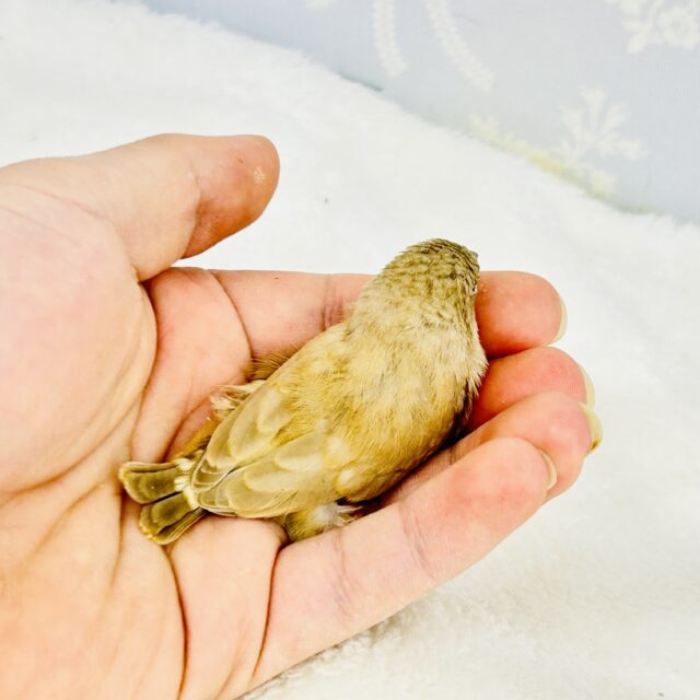 錦花鳥（キンカチョウ）