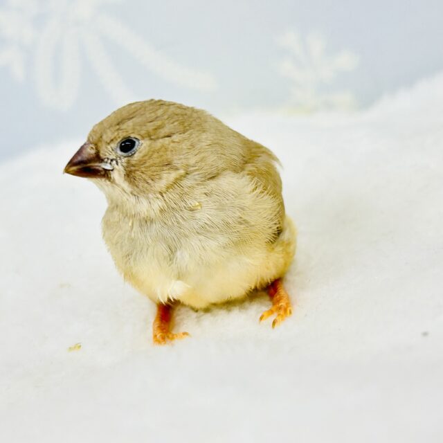 錦花鳥（キンカチョウ）