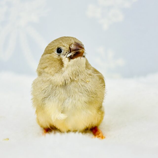 実は人気者なカフェカラー(*´ω｀)　キンカチョウ