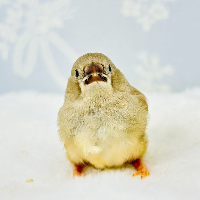 錦花鳥（キンカチョウ）