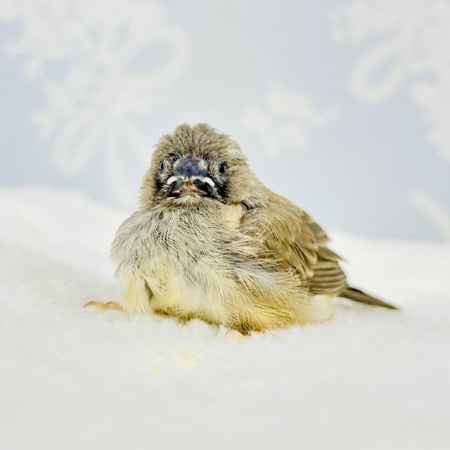 錦花鳥（キンカチョウ）