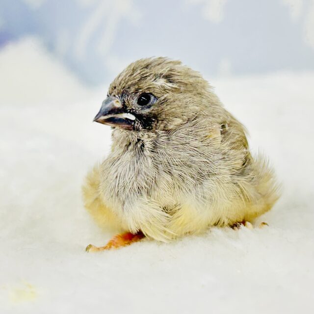 錦花鳥（キンカチョウ）