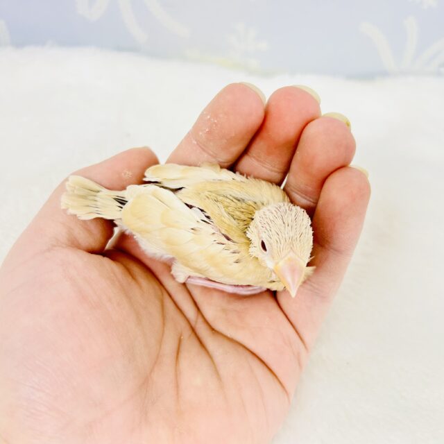 シナモン文鳥