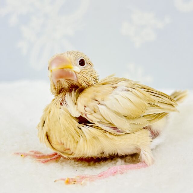 寒い体にあったまる優しいカラー　シナモン文鳥