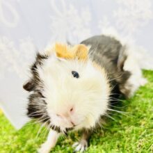 実はカキカキできちゃう！？　アビシニアンモルモット