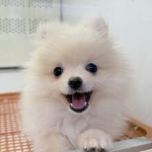 最新画像！わたあめの天使👼ポメラニアンくん登場！