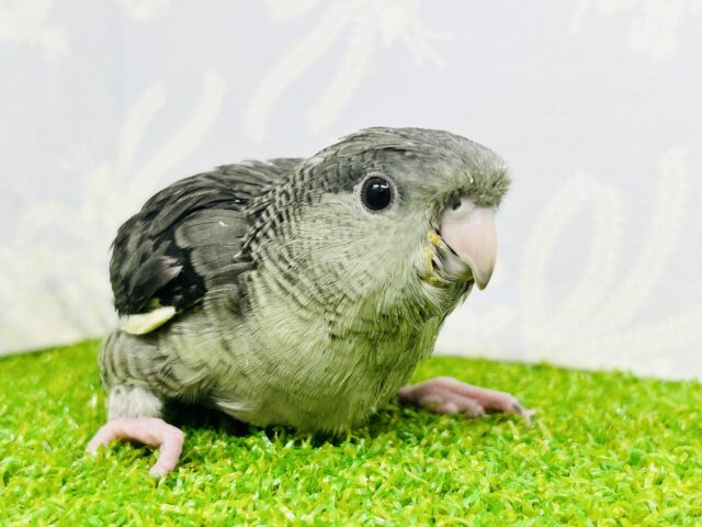 未確認生命鳥？？ぴーぽぽ交信中(*´ω｀)　サザナミインコ