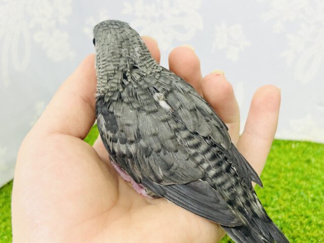 サザナミインコ