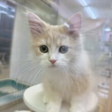 最新画像！癒し系ラガマフィンくん