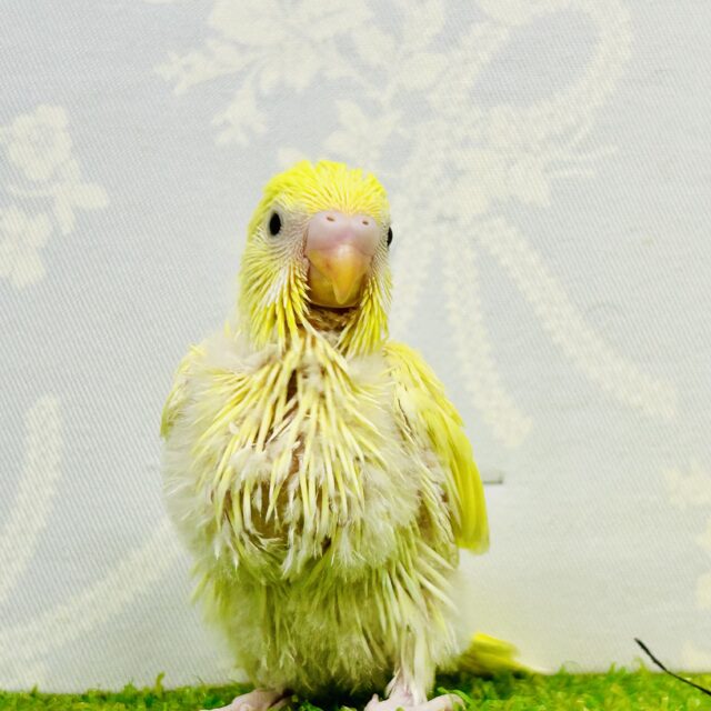 優しいレモンケーキ？？　セキセイインコ