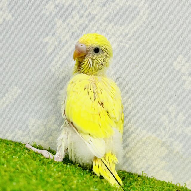 セキセイインコ