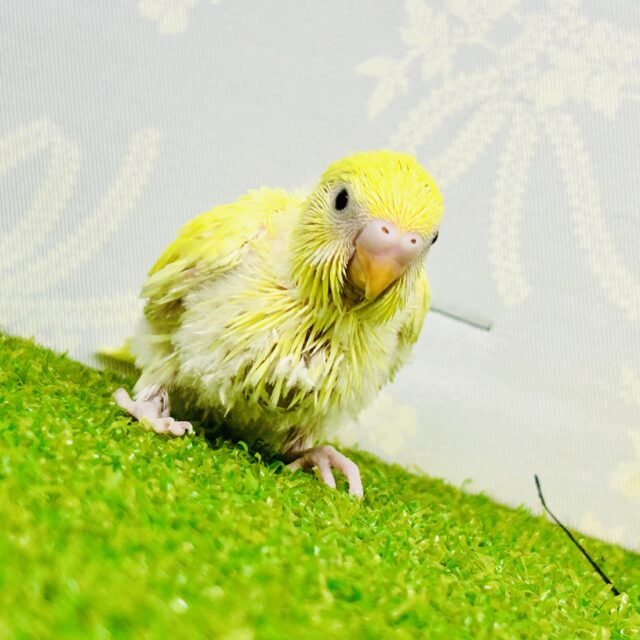 セキセイインコ