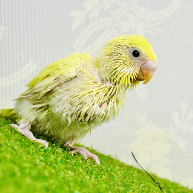 セキセイインコ