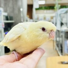 【最新画像更新】優しいカラーにまん丸フォルム💛サザナミインコ（クリーム）ヒナ