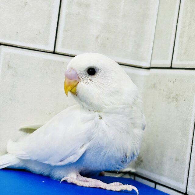 真っ白ボディに隠されたひ・み・つ♡　セキセイインコ