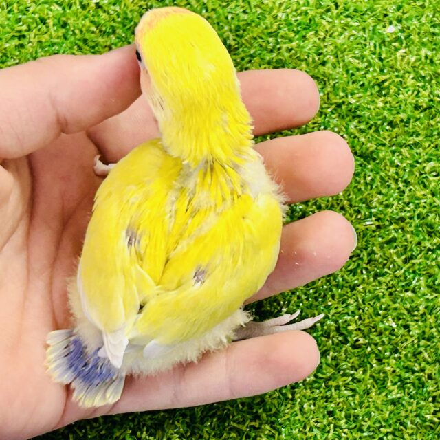 コザクラインコ（小桜インコ）