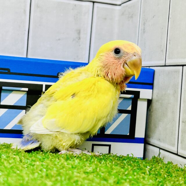 コザクラインコ（小桜インコ）