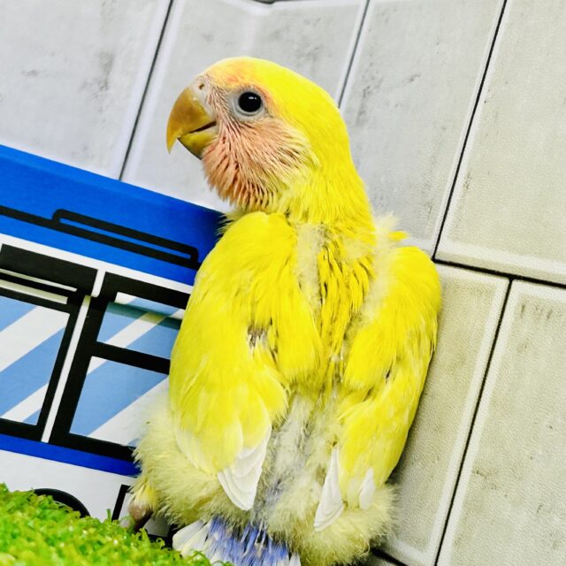 コザクラインコ（小桜インコ）