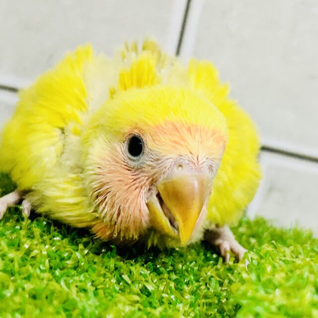 コザクラインコ（小桜インコ）