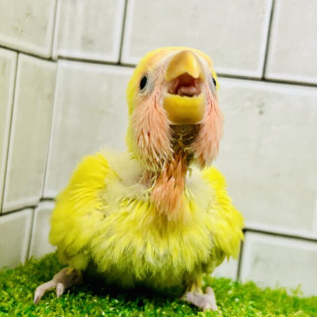 リッチなゴールデンカラー！？　コザクラインコ