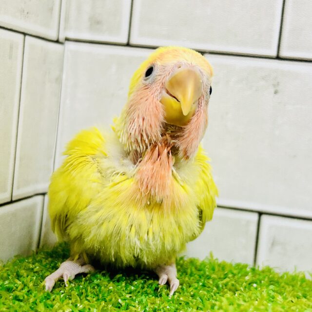 コザクラインコ（小桜インコ）