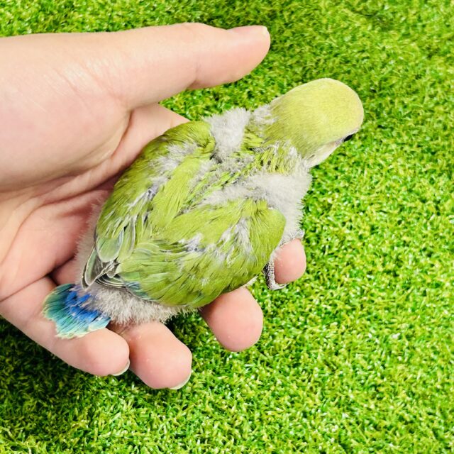 コザクラインコ（小桜インコ）
