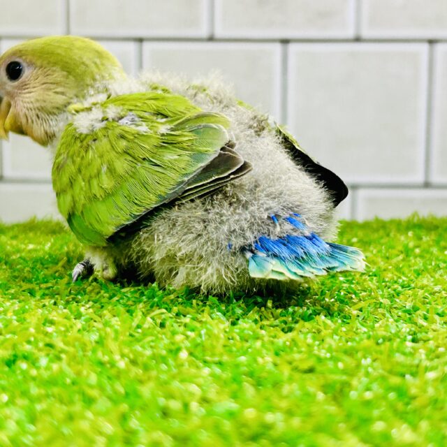 コザクラインコ（小桜インコ）