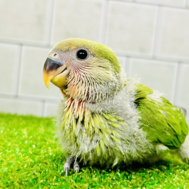 緑に溶け込む森林カラー？？　コザクラインコ