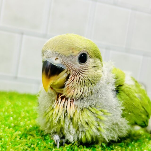 コザクラインコ（小桜インコ）