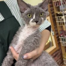 甘えん坊さんのデボンレックスくん！