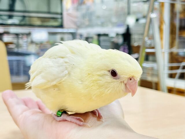 サザナミインコ